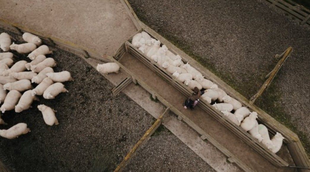 Pallaton Raphno — educational video for Cussons Media / PGG Wrightson, shot by Wellington DoP Spyro Serepisos